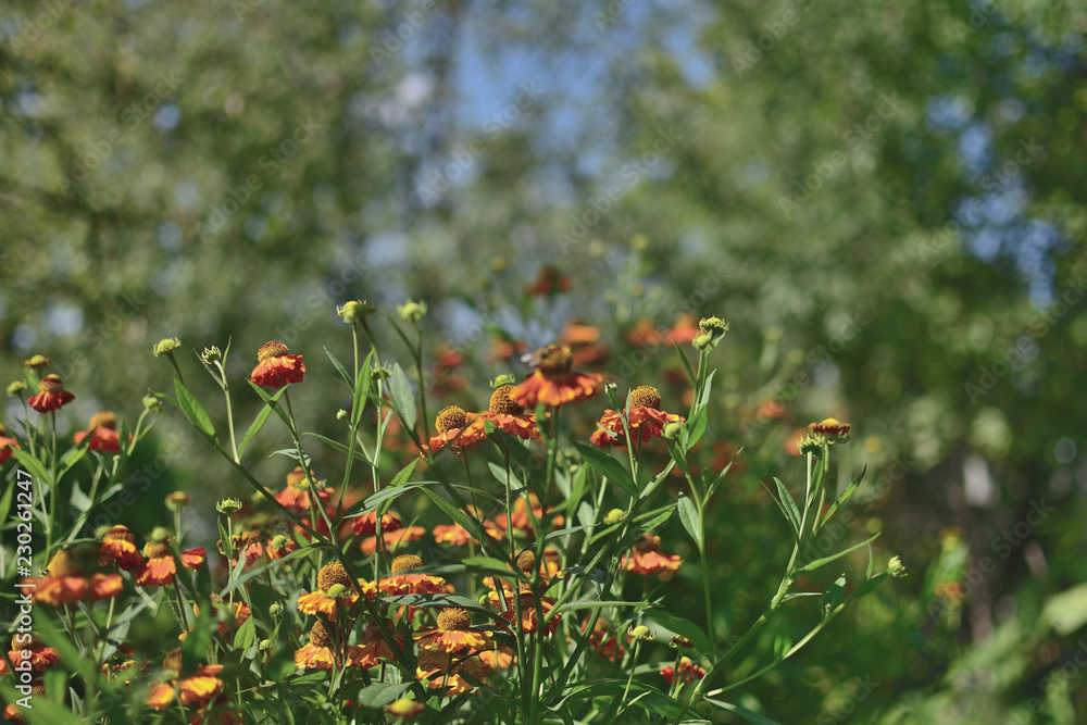 Redhead flowers of Helenium Autumn in the garden Redhead flowers of Helenium Autumn in the garden