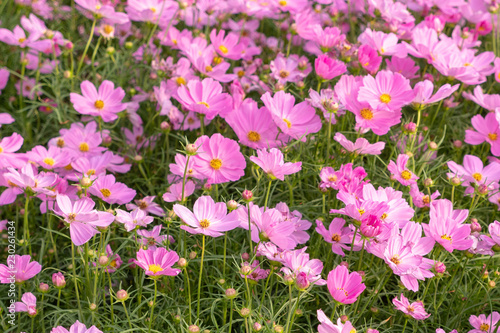 cosmos flower field under beautiful light