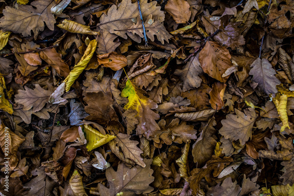 Fallen autumn leaves ideal for background Fallen autumn leaves ideal for background