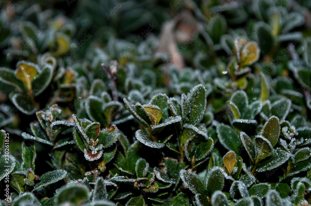Frozen plants in light Frozen plants in light