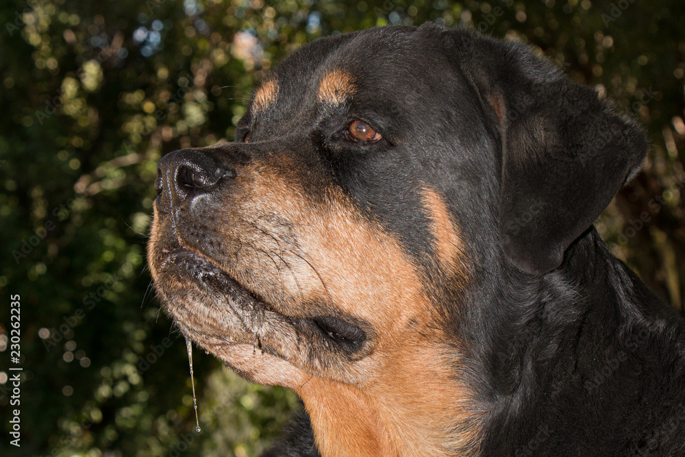 Rottweiler on guard in garden Rottweiler on guard in garden