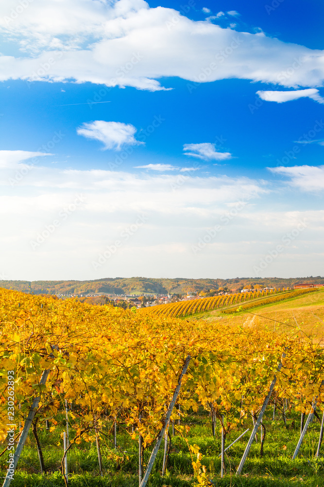 Croatia, Daruvar, colorful autumn landscape and vineyard, panoramic view