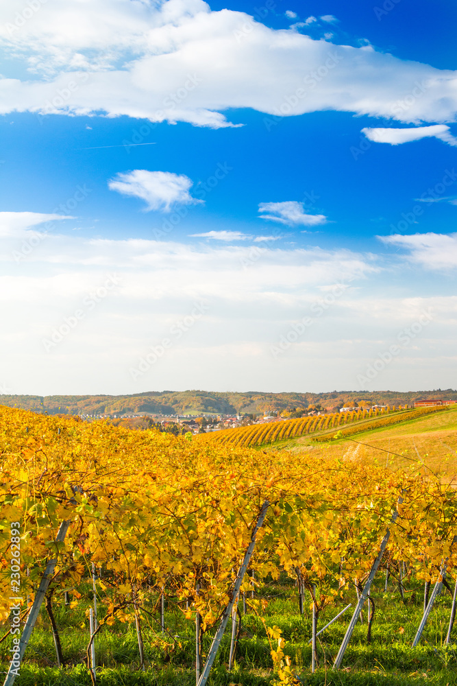 Fototapeta premium Croatia, Daruvar, colorful autumn landscape and vineyard, panoramic view