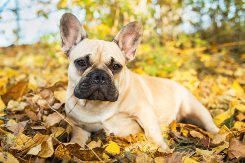 Portrait of a French bulldog of fawn color against the background of autumn leaves and grass © vika33