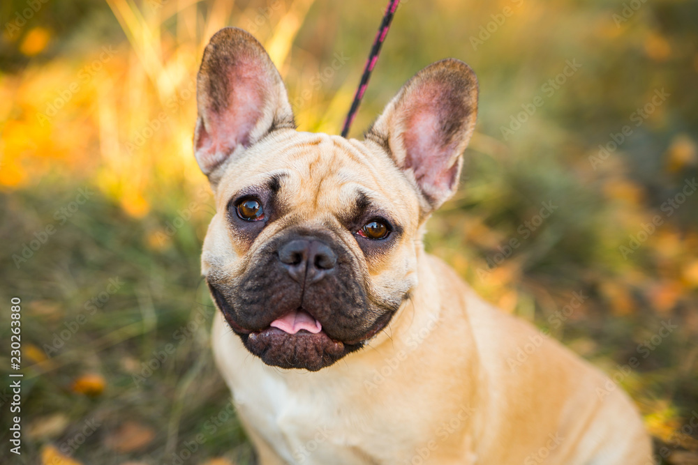 Portrait of a French bulldog of fawn color against the background of autumn leaves and grass