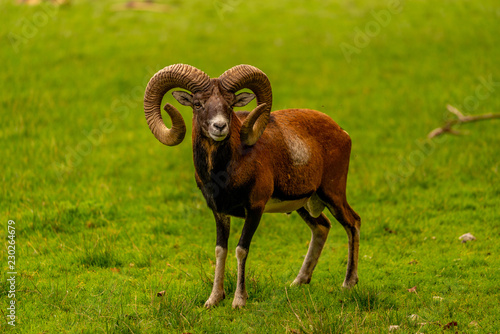 Cuadro en lienzo Mouflon in the green field