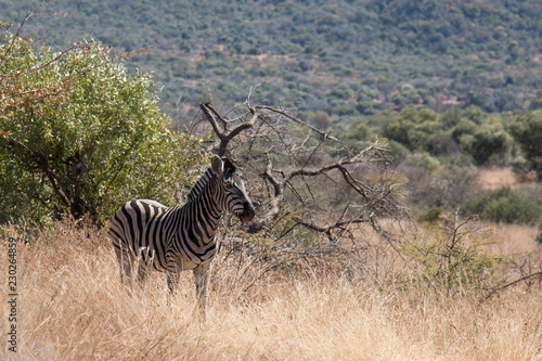 Zebra standing in long grass