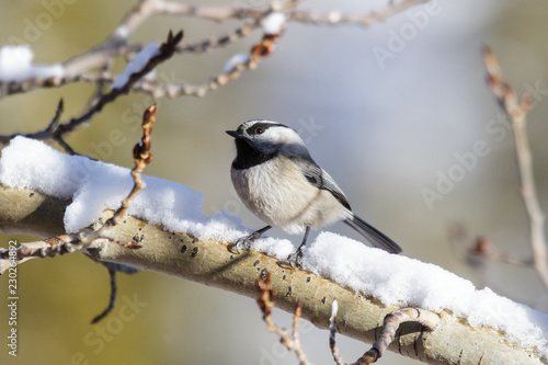 Mountain Chickadee perched on a snow covered tree branch