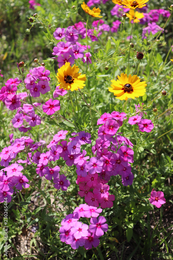 Obraz premium flowers in the garden