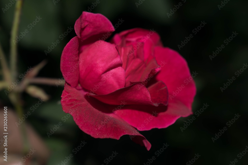 Red rose one bud large size petals for design background Red rose one bud large size petals for design background
