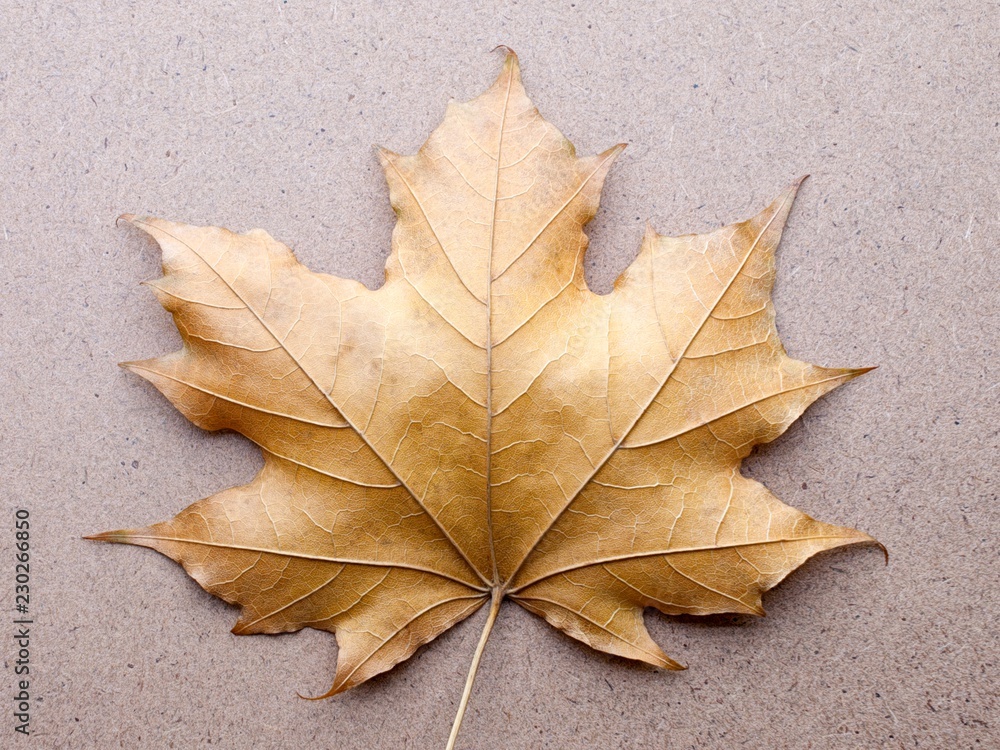 autumn maple leaf on wooden background autumn maple leaf on wooden background