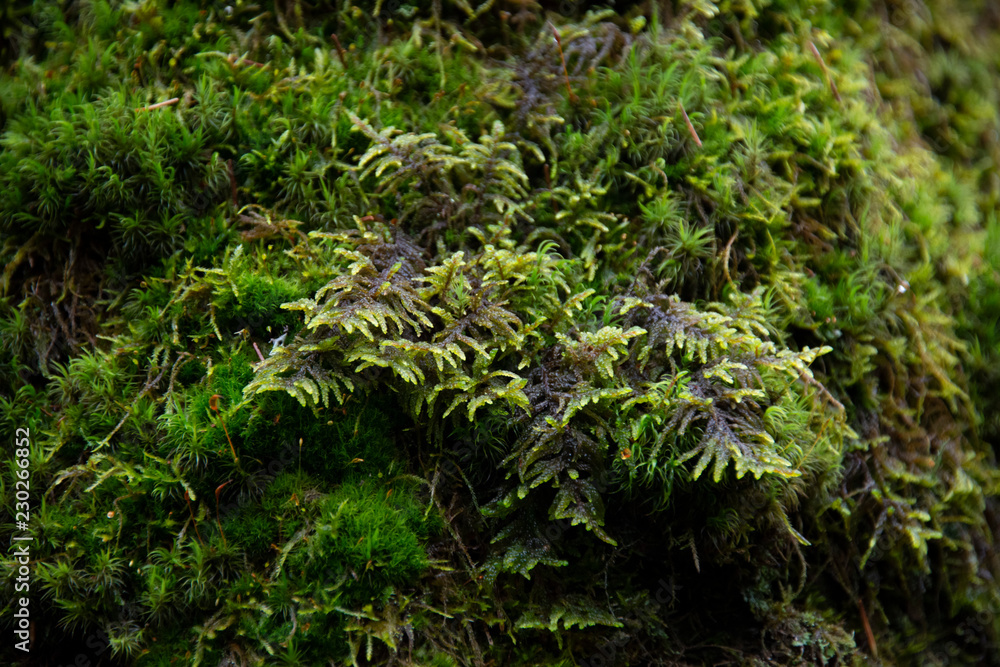 the natural background - moss