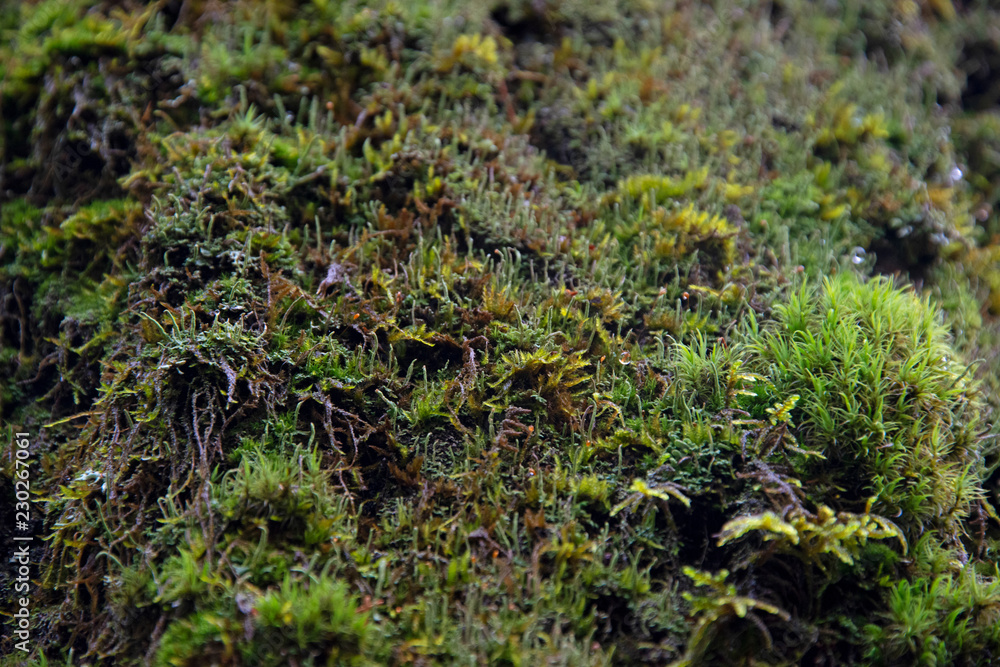 the natural background - moss the natural background - moss