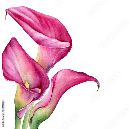 Photos Bouquet of pink calla lily Zantedeschia rehmannii flower