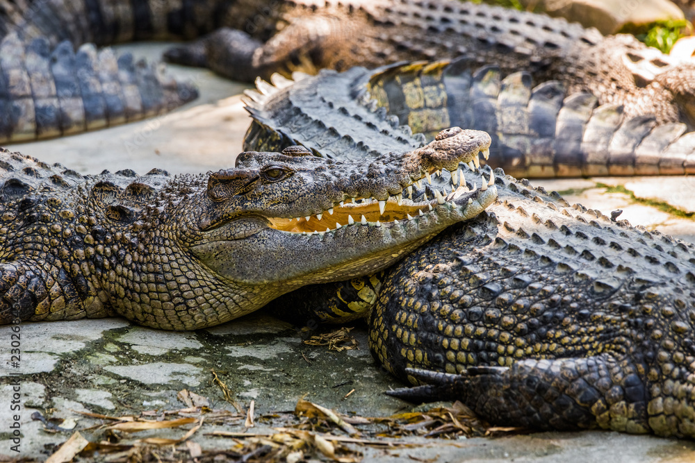 Obraz premium Saltwater crocodiles in the Phuket zoo, Thailand.