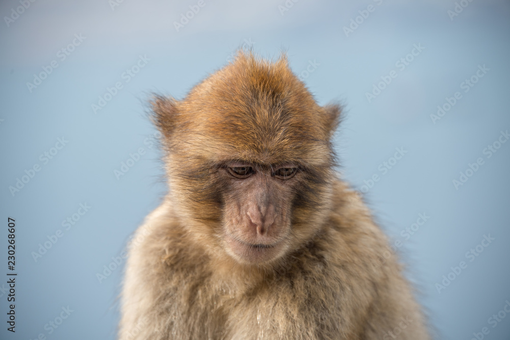 Monkey portrait