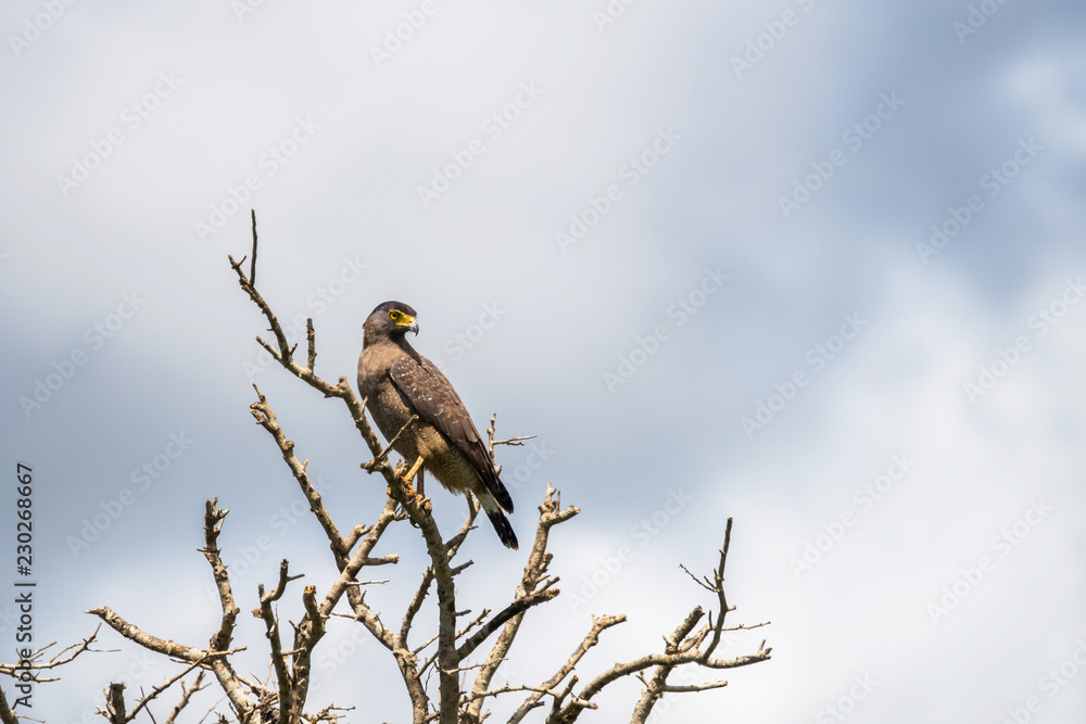Crested Serpent Eagle (Spilornis cheela) perched on a drought tree branch against cloudy sky Crested Serpent Eagle (Spilornis cheela) perched on a drought tree branch against cloudy sky