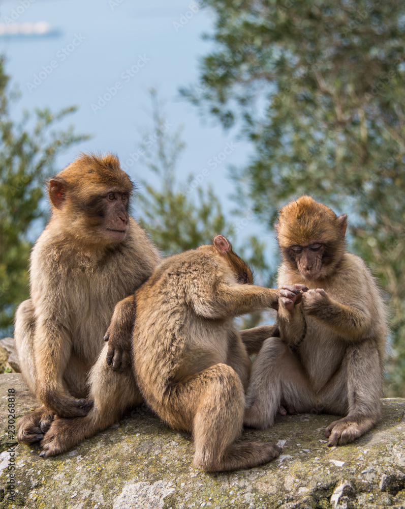 Monkey portrait