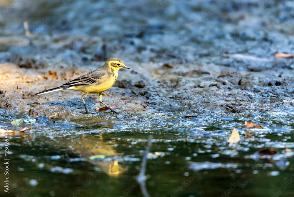 Western Yellow Wagtail or Motacilla flava near water Western Yellow Wagtail or Motacilla flava near water