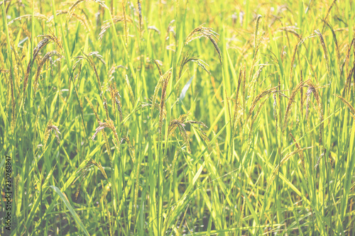 Closeup view of rice paddy in the rice terraces of Thailand,Harvest season of rice nature food background.Organic farm in Asian of Thai people.Blur style.