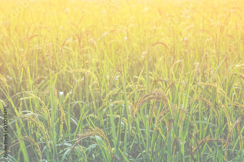 Closeup view of rice paddy in the rice terraces of Thailand,Harvest season of rice nature food background.Organic farm in Asian of Thai people.Blur style.