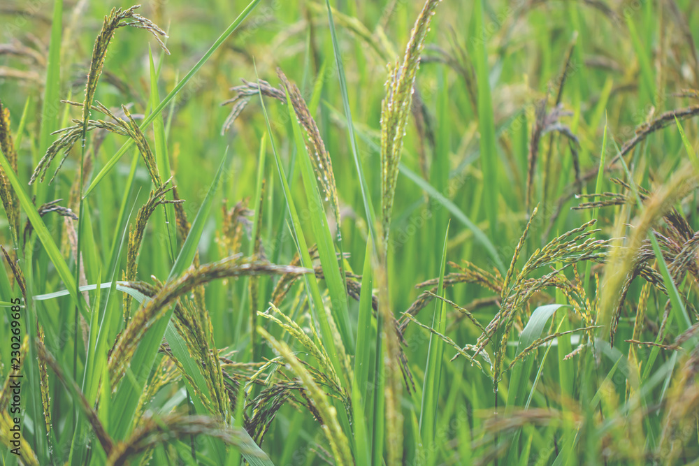 Fototapeta premium Closeup view of rice paddy in the rice terraces of Thailand,Harvest season of rice nature food background.Organic farm in Asian of Thai people.Blur style.