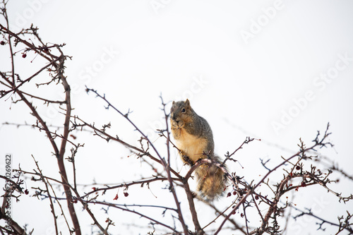 Squirrel in tree eating berries winter