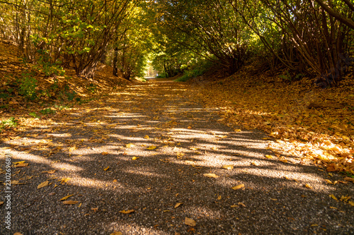 Landstraße mit goldenem Herbstlaub. Licht und Schatten durch die bunten Bäume. photo