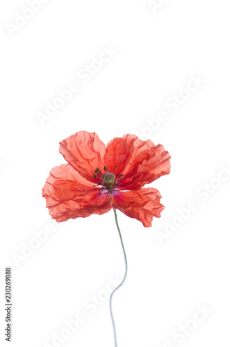 Fototapeta Naklejka Na Ścianę i Meble -  Single red poppy isolated on white background.