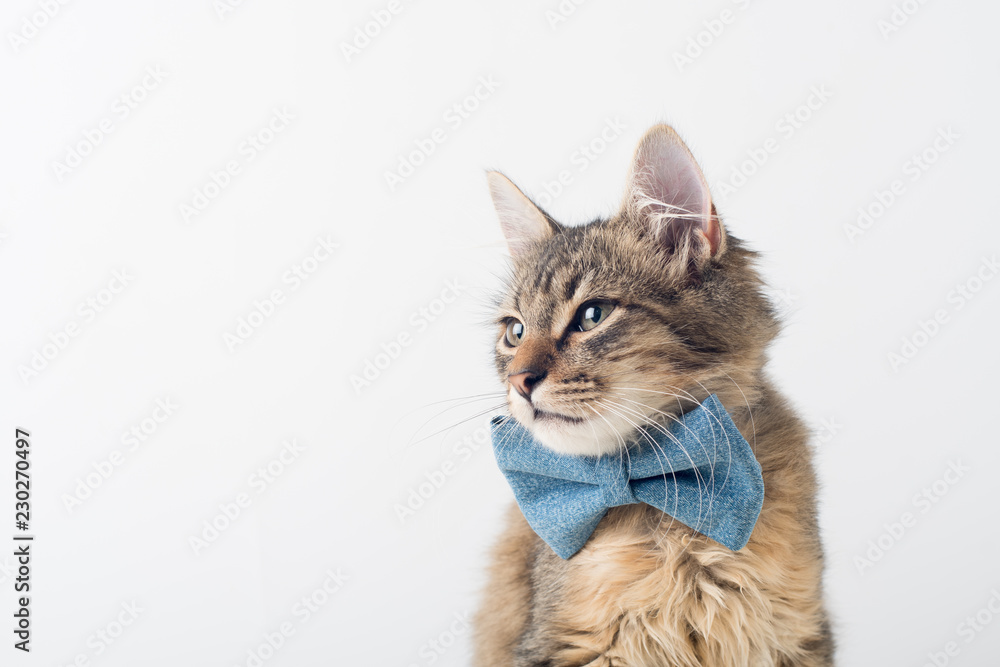 Little four month mixed breed kitten with blue bow tie