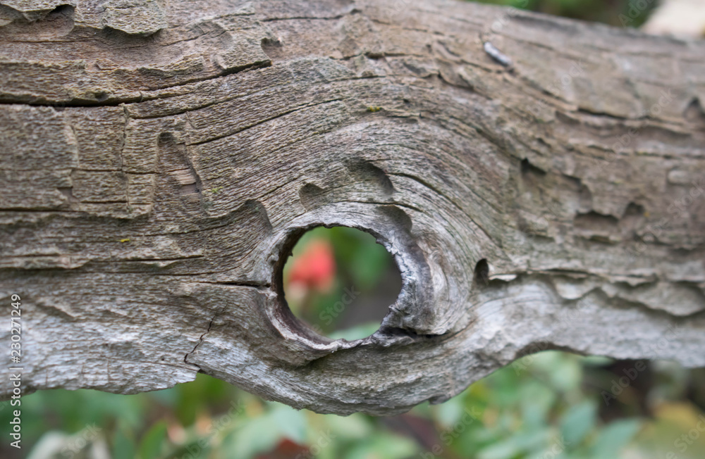 Fototapeta premium tree with a round hole through which you can see a bush of wild rose with berries for design background