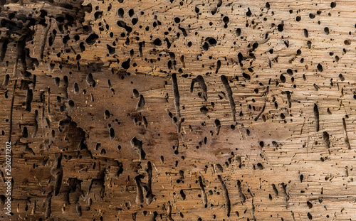 Photography Piece of wood attacked by worms