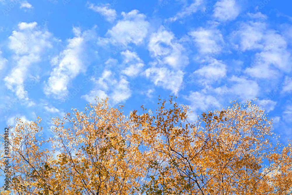 autumn yellow leaves against the sky with space for text autumn yellow leaves against the sky with space for text