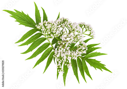 Valerian herb flower sprigs isolated on white background. Save work path. photo