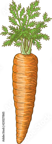 Vintage carrot vector