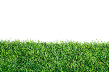 Grass isolated on white background.