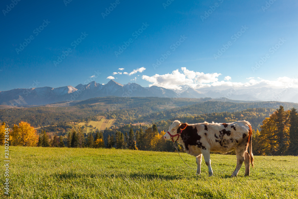 Traditional grazing cows in Pieniny mountains