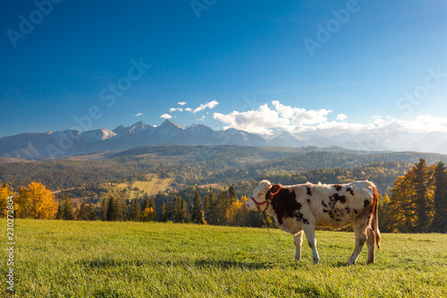 Traditional grazing cows in Pieniny mountains photo