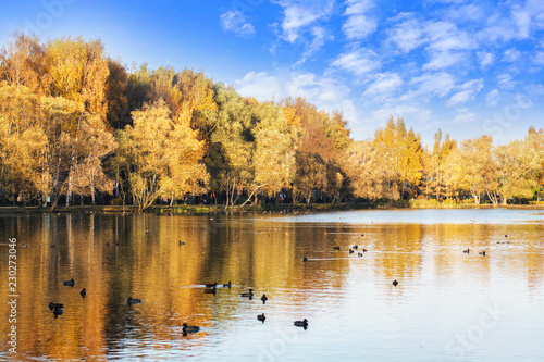 autumn forest is reflected in the lake with ducks, blue sky