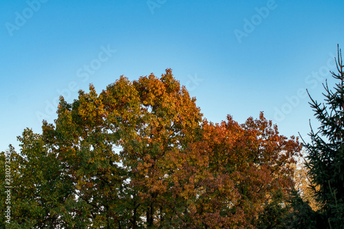 Blauer Himmel, Herbstlaub in den den Baumkronen. Goldener Oktober