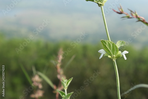 wild flower on background of fort area