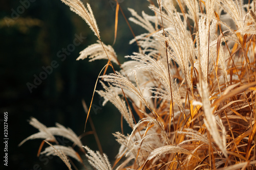 Close-up of reservoir reeds during autumn sunrise. Photo with shallow depth of field. photo