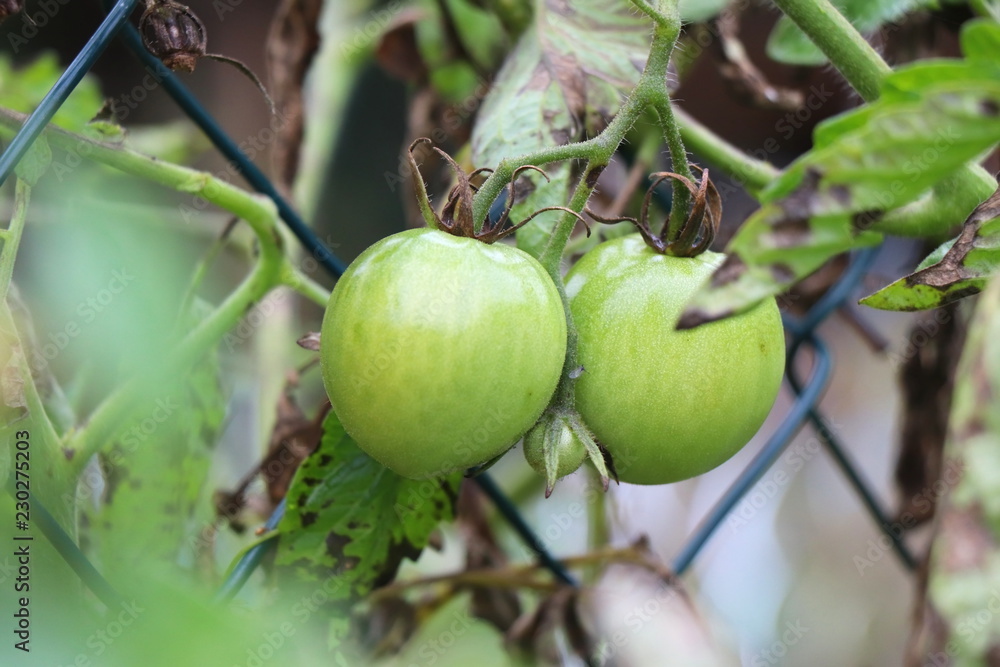 Green unripe tomatoes in german garden hanging over green wire mesh fence. Green unripe tomatoes in german garden hanging over green wire mesh fence.