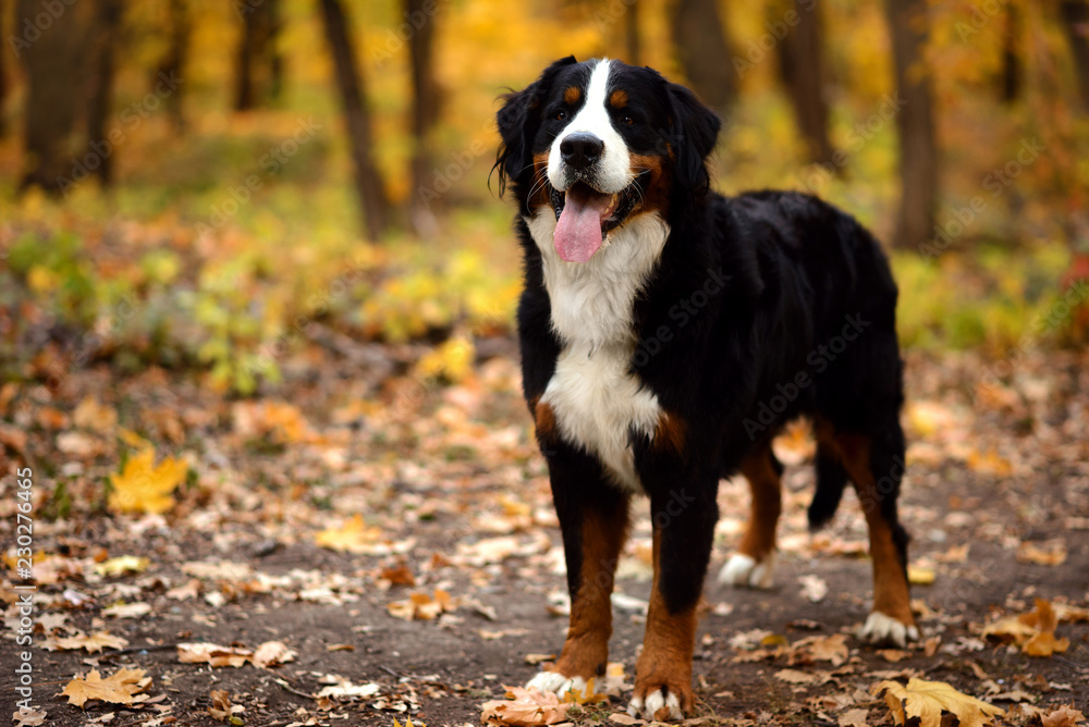Bernese Mountain Dog (Sennenhund) standing in autumn park or forest with open mouth and tongue sticking out. Trees with yellow leaves in background. Room for text Bernese Mountain Dog (Sennenhund) standing in autumn park or forest with open mouth and tongue sticking out. Trees with yellow leaves in background. Room for text