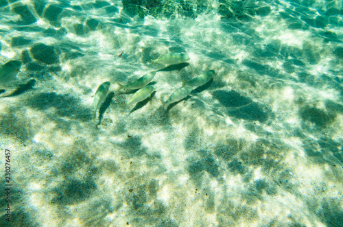 A flock of fish herring near the sandy bottom, Salpidae