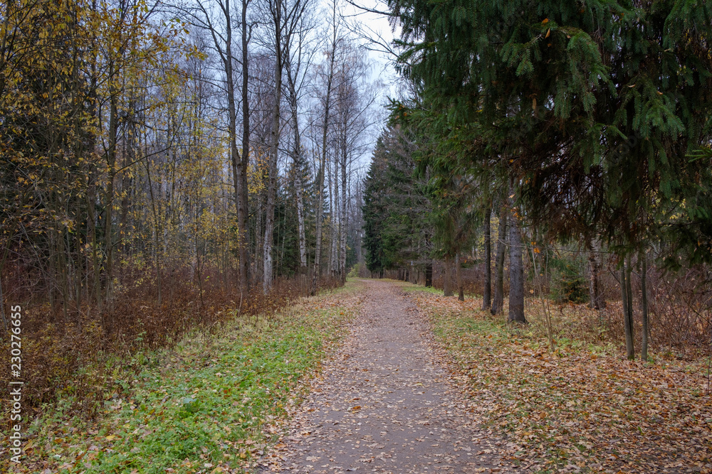Hiking trail in Autumn forest.