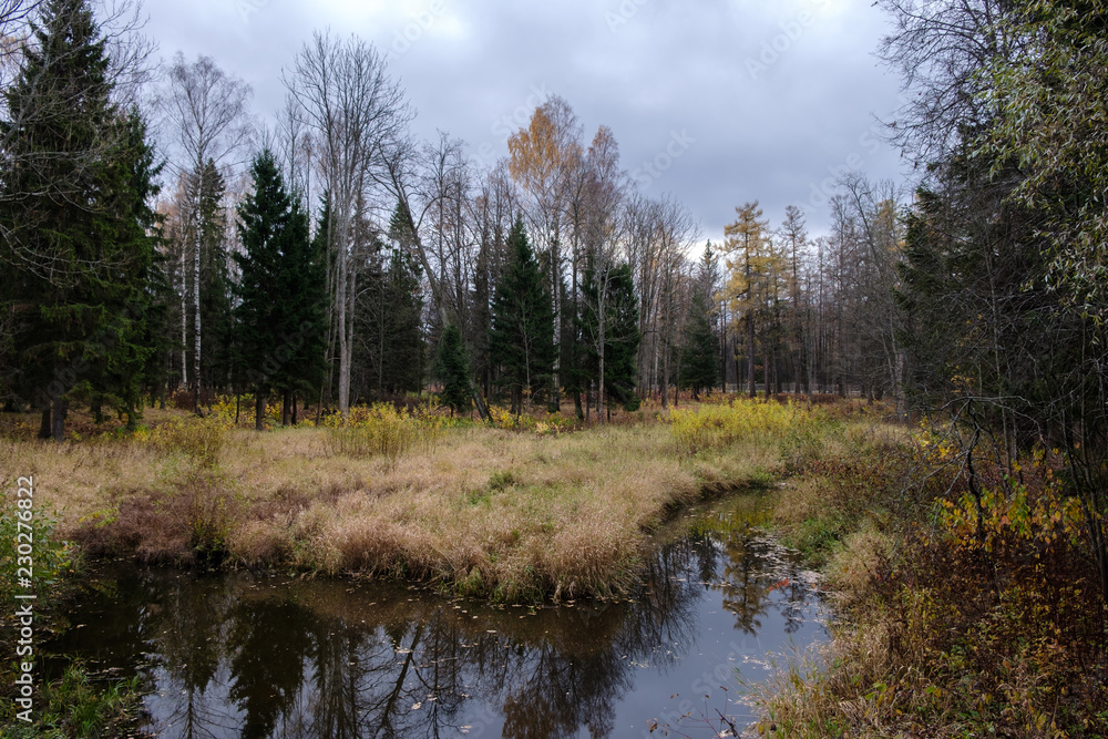 Autumn forest with small river. Landscape with cloudy weather, forest and water