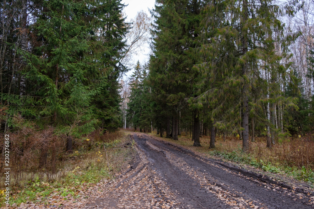 Fototapeta premium Mud road through a forest