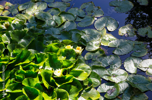 Fototapeta Naklejka Na Ścianę i Meble -  Yellow water lilies among the leaves
