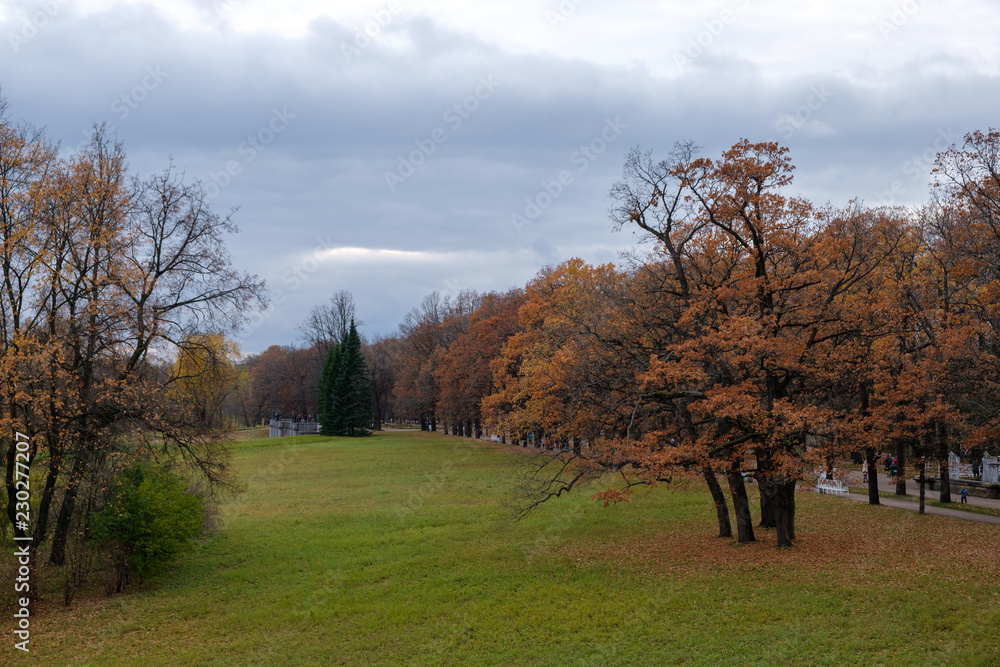 Obraz premium Autumn meadow in the park in cloudy weather